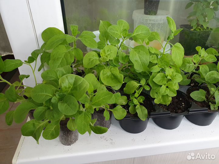 Петуния ампельная