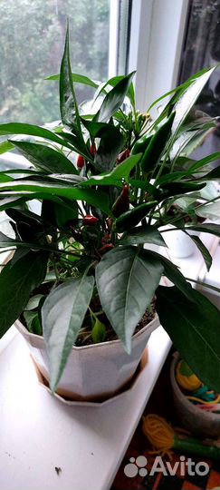 Перец комнатный острый. Есть семена