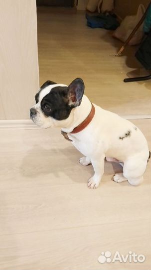 Французский бульдог