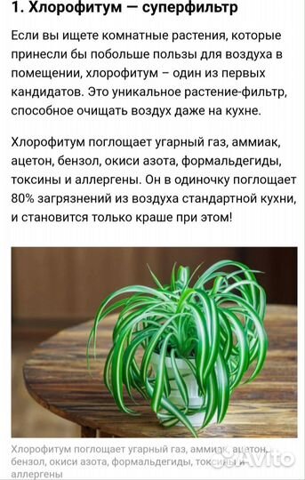 Хлорофитум