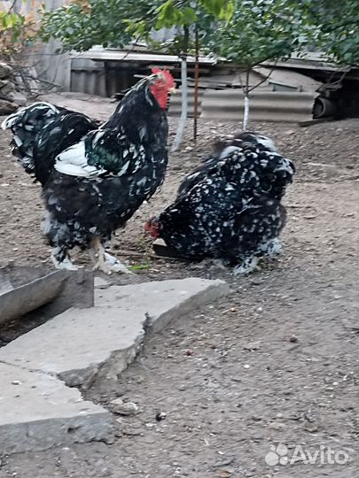 Брама, Кохинхин