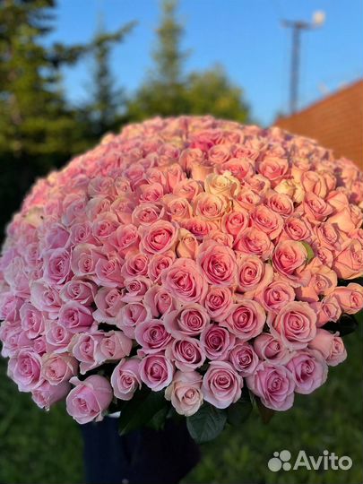 Розы голландские с доставкой 301 шт