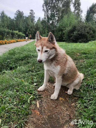 Сибирский хаски