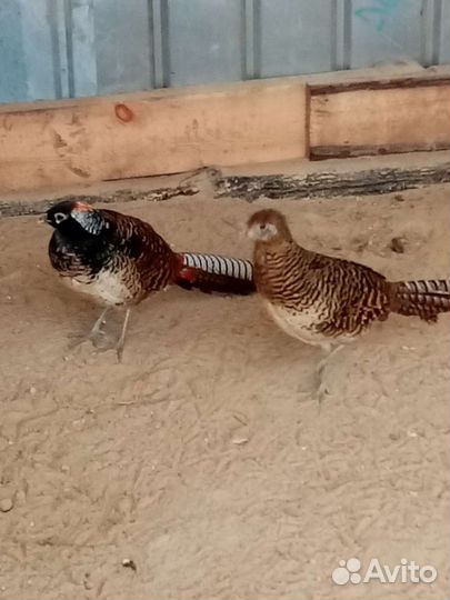 Инкубационное яйцо фазана