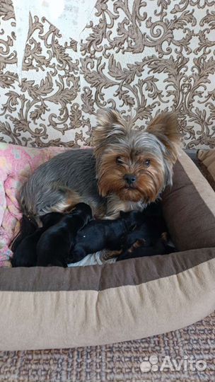 Йоркширский терьер