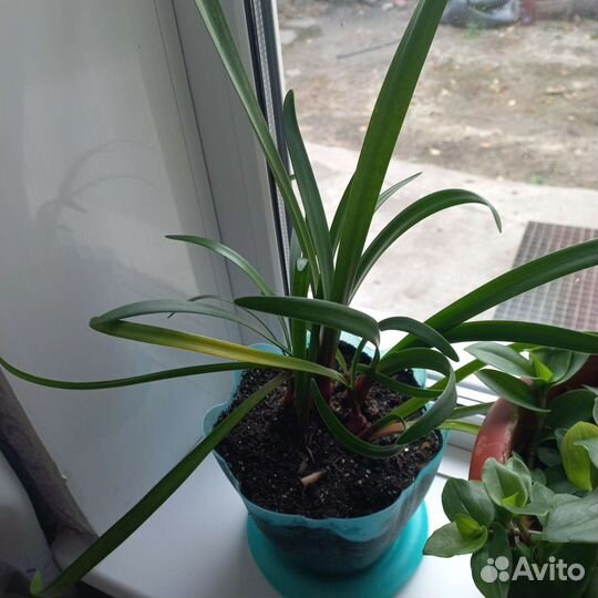 Гиппиаструм