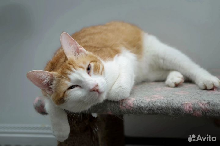 Котик Лео