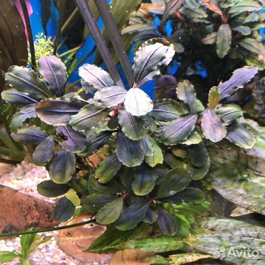 Эхинодорус тропика, Буцефаландры, анубиас