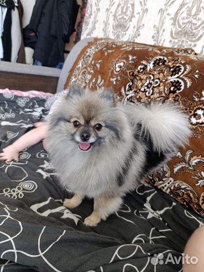 Вязка собак шпиц