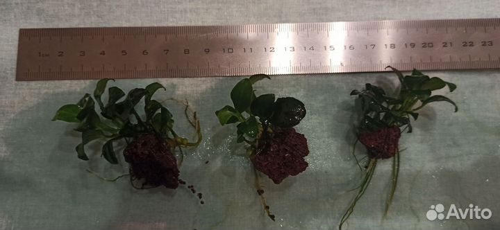 Анубиас, анубиас нана и буцифаландра