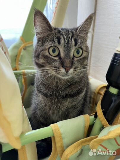 Кошка Эльза в добрые руки