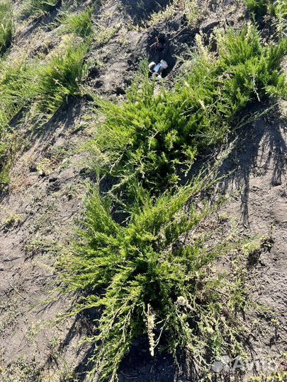 Можжевельник Андорра Компакт