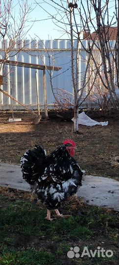 Инкубационное яйцо породной птицы