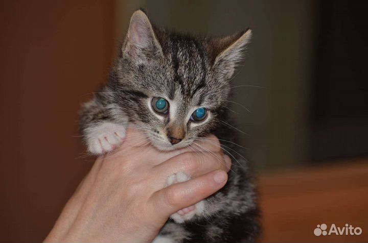 Малышка ищет семью