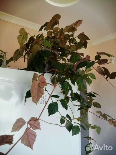 Роициссус (берёзка)