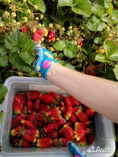 Питомник-С реализует рассаду земклуники Купчиха