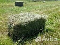 Продам сено