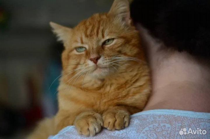 Замурчательный Рыжик