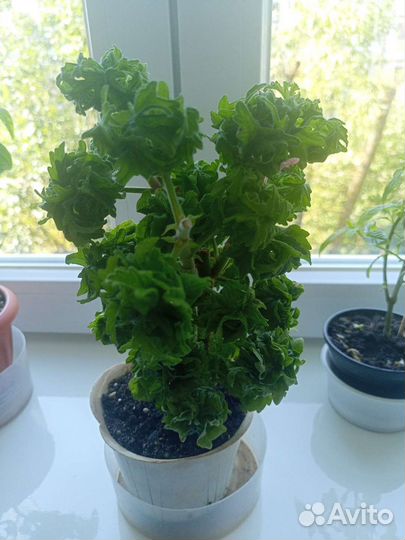 Герань душистая