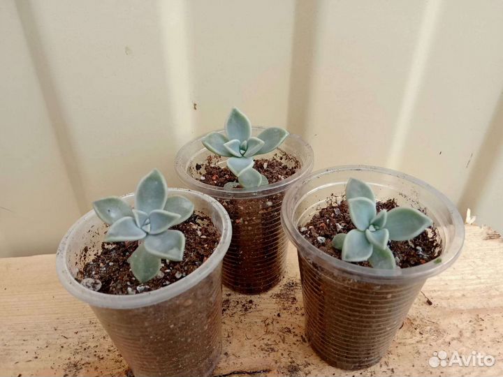 Суккуленты граптопеталум, крассулы