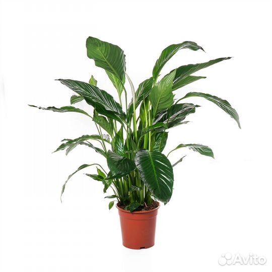 Высокие комнатные растения