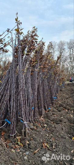 Саженцы плодовых деревьев