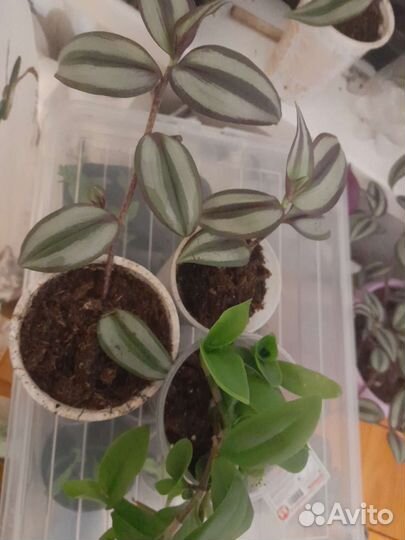 Традесканция