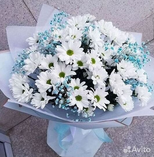 Хризантема