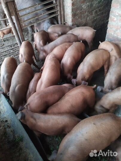 Поросята породы Дюрок