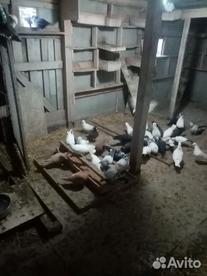 Продам голубей