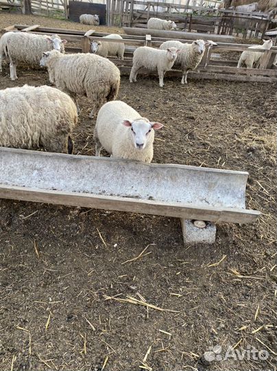 Баранчики на племя