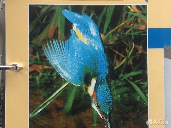 Энциклопедия для детей