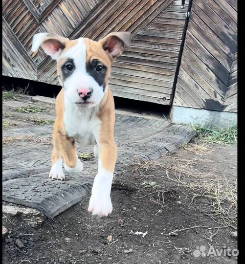 Стаффордширский терьер