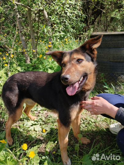 Метис овчарки