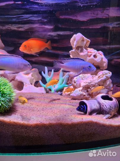 Аквариумные рыбки цихлиды