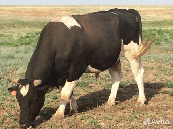 Продается быки можно на племя
