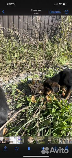 Девочка в добрые руки