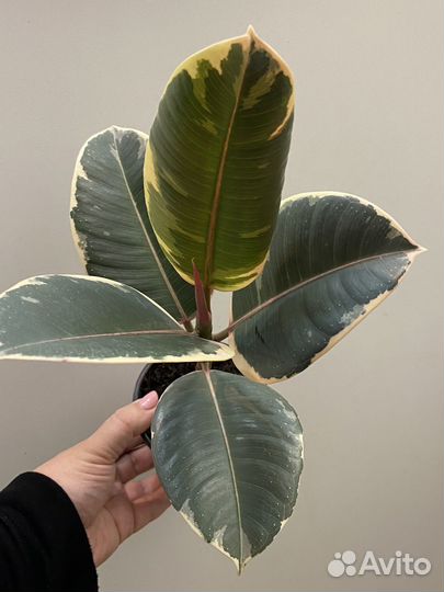 Фикус эластика Тинеке