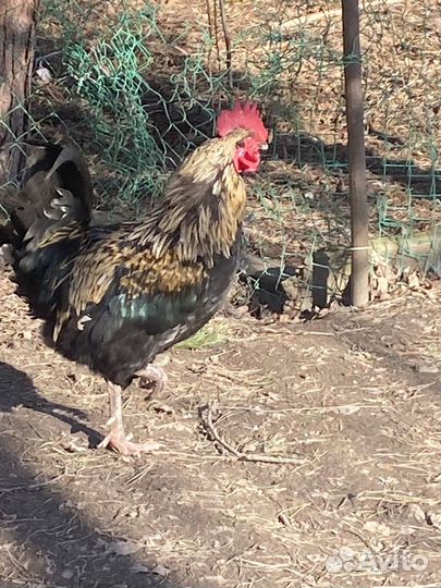Петух породистый