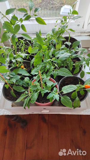 Монстера вариегатная