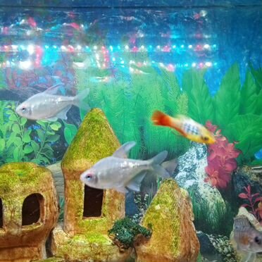 Аквариум с рыбками и оборудованием
