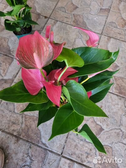 Антуриум детки сеанса, Оранж чемпион, cariad