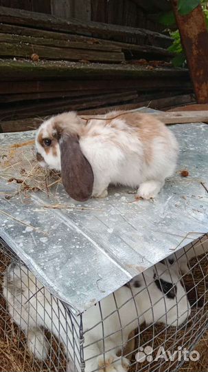 Кролик самец Баран