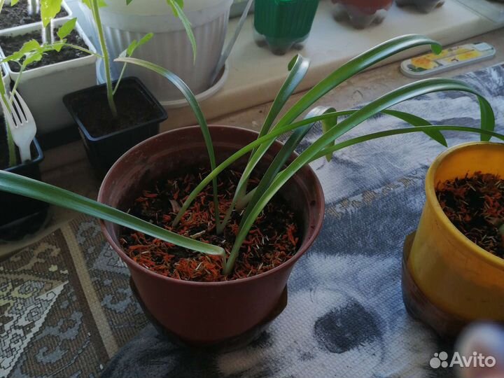 Замиокулькас, гиппеаструм