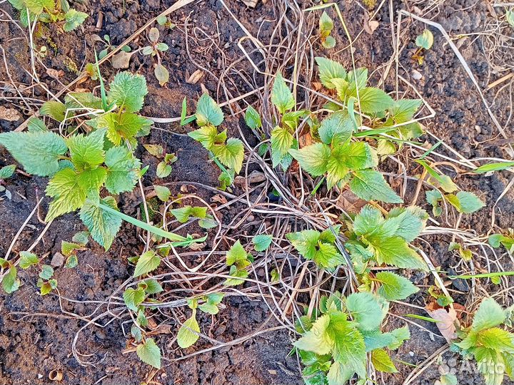 Многолетники