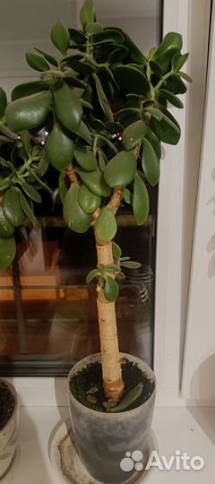 Толстянка денежное дерево
