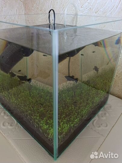 Рыбки Моллинезии