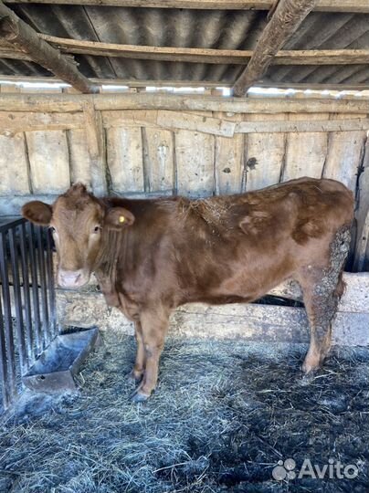 Телочки на племя