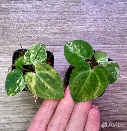 Антуриум Papillilaminum вариегатный