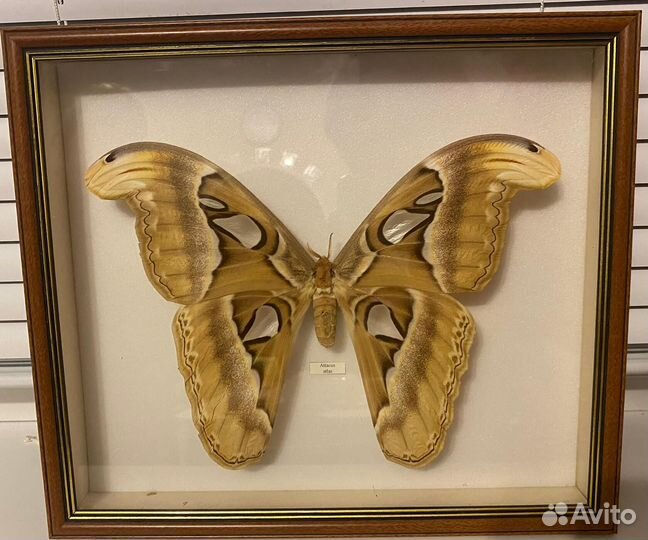 Бабочка Пaвлиноглазкa атлаc в рамке коллекционная